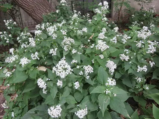 White Snakeroot, a Drought-resistant Plant - TN Nursery