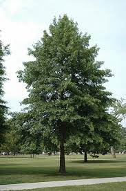Why Do People Like Oak Trees? - TN Nursery