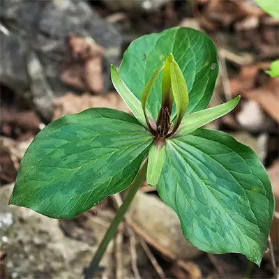 Why Do People Love Sweet Betsy Trillium So Much? - TN Nursery