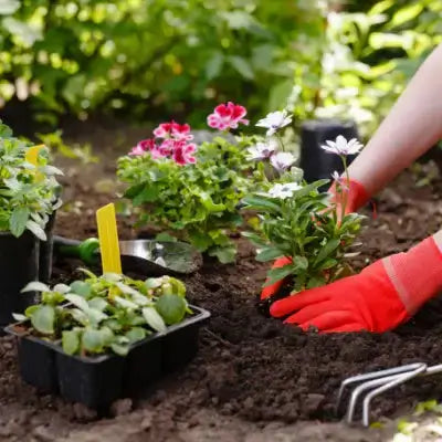 Why Fall Planting Offers Greater Success for Plants - TN Nursery