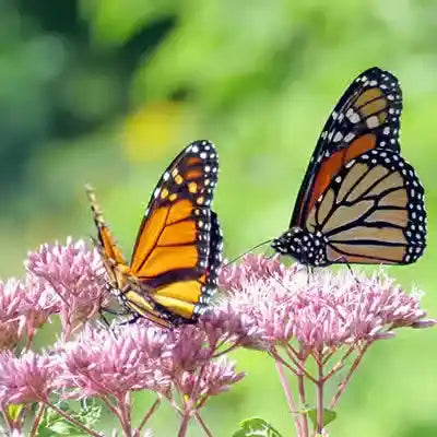 Why Milkweed is best for butterflies in the garden - TN Nursery