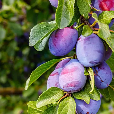 Why Planting Fruiting Plum Trees is a Smart Choice: Advantages and Benefits - TN Nursery