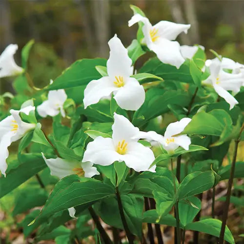 Why Should You Grow White Trillium in Your Yard - TN Nursery