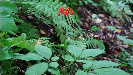 Wild Ginseng - Facts and research - TN Nursery