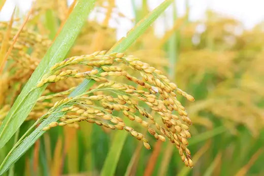 Wild Rice Plant - TN Nursery