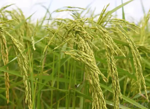 Wild rice thrives best in shallow lakes - TN Nursery