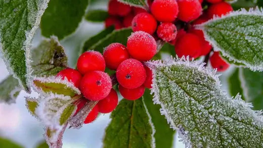 Winterberry Shrubs, a Great Landscape Addition - TN Nursery
