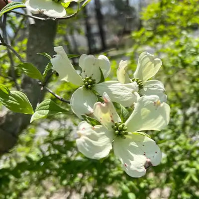 Year-Round Beauty: The White Dogwood Tree for Your Garden - TN Nursery