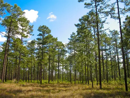 Yellow Pine Trees: Facts and Planting Guide - TN Nursery