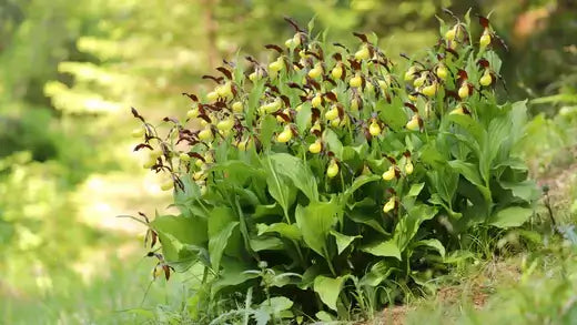 Yellow Slipper Orchid - A Rare Beauty - TN Nursery