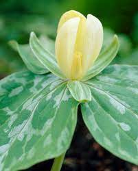 Yellow Trillium Plant for TN Nursery - TN Nursery