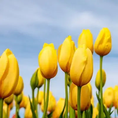 Yellow Tulips: All about A Burst of Sunshine in Your Garden - TN Nursery