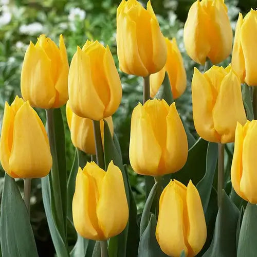 Yellow Tulips Are One of Springs Most VIbrant Perennials - TN Nursery