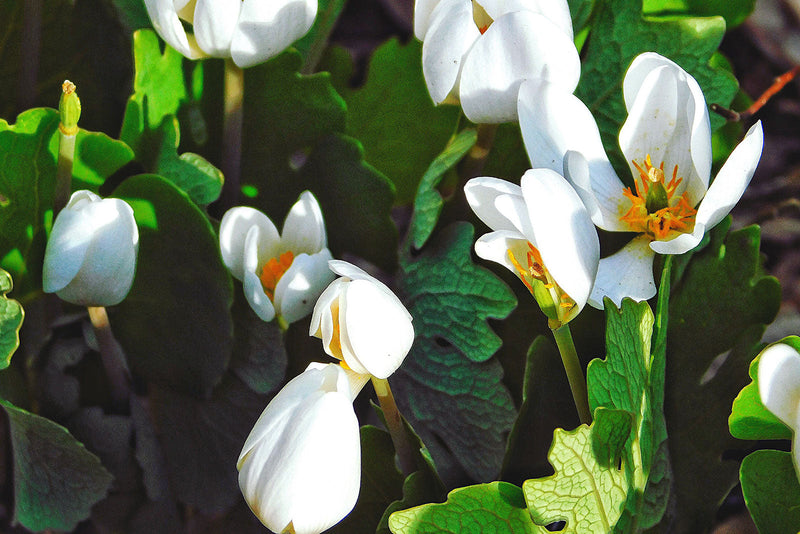Your Guide to Planting Bloodroot in Your Garden - TN Nursery