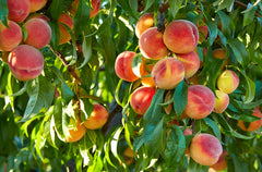 Peach Trees