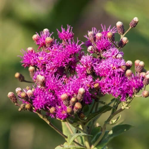 Specialty Plants - TN Nursery
