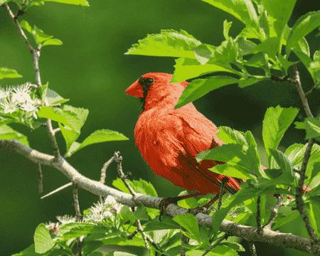 Birding Plants - TN Nursery