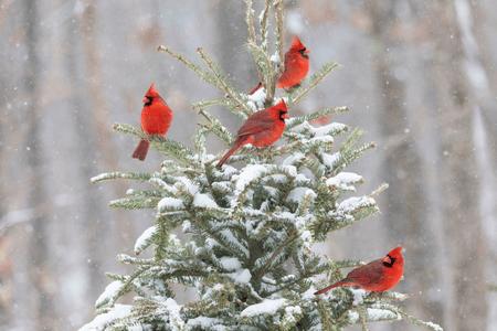 Birding Plants - TN Nursery