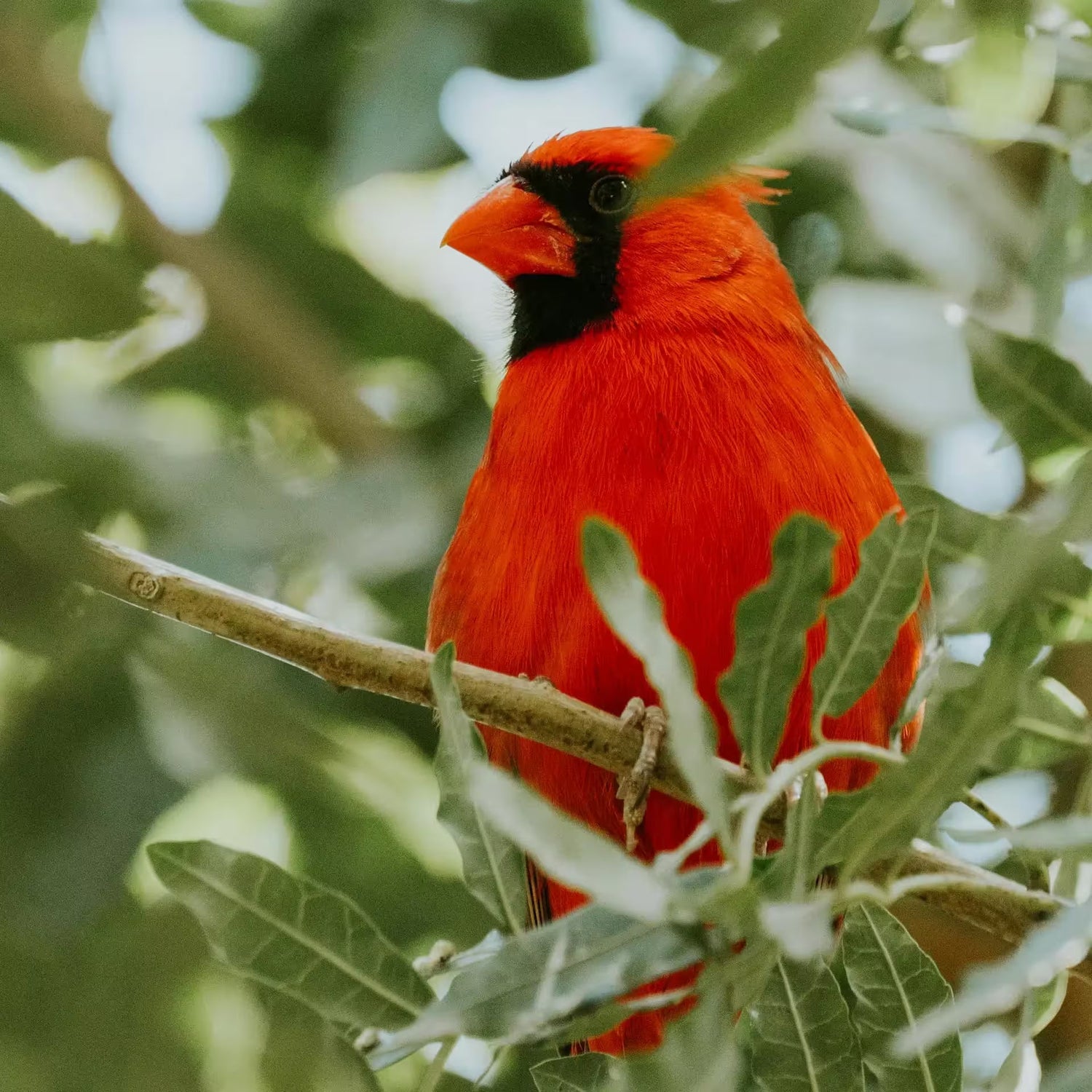 A Red Cardinal on a Branch
