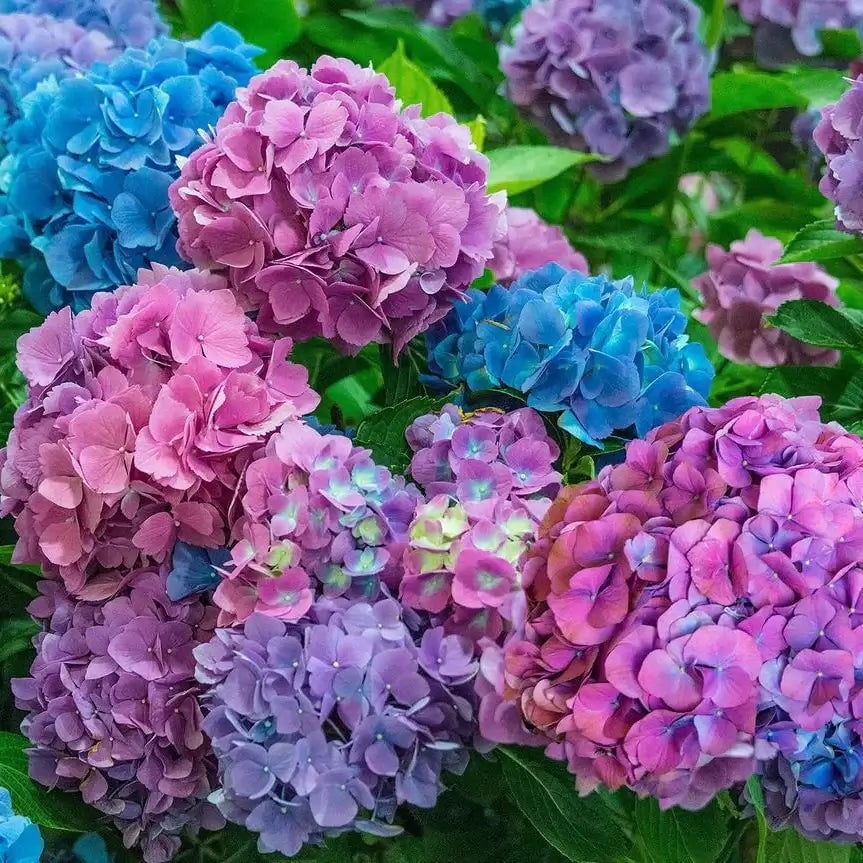 Cool Season Planting Favorites - TN Nursery