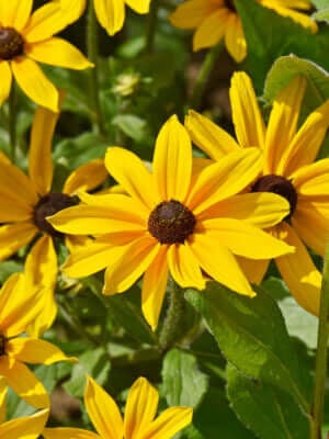 Deer Resistant Perennials - TN Nursery
