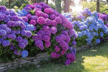 Deer Resistant Perennials - TN Nursery