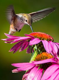 Hummingbird Plants