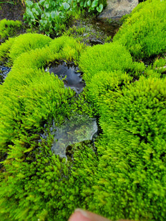 Easy Moss To Grow