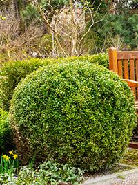 Evergreen Shrubs