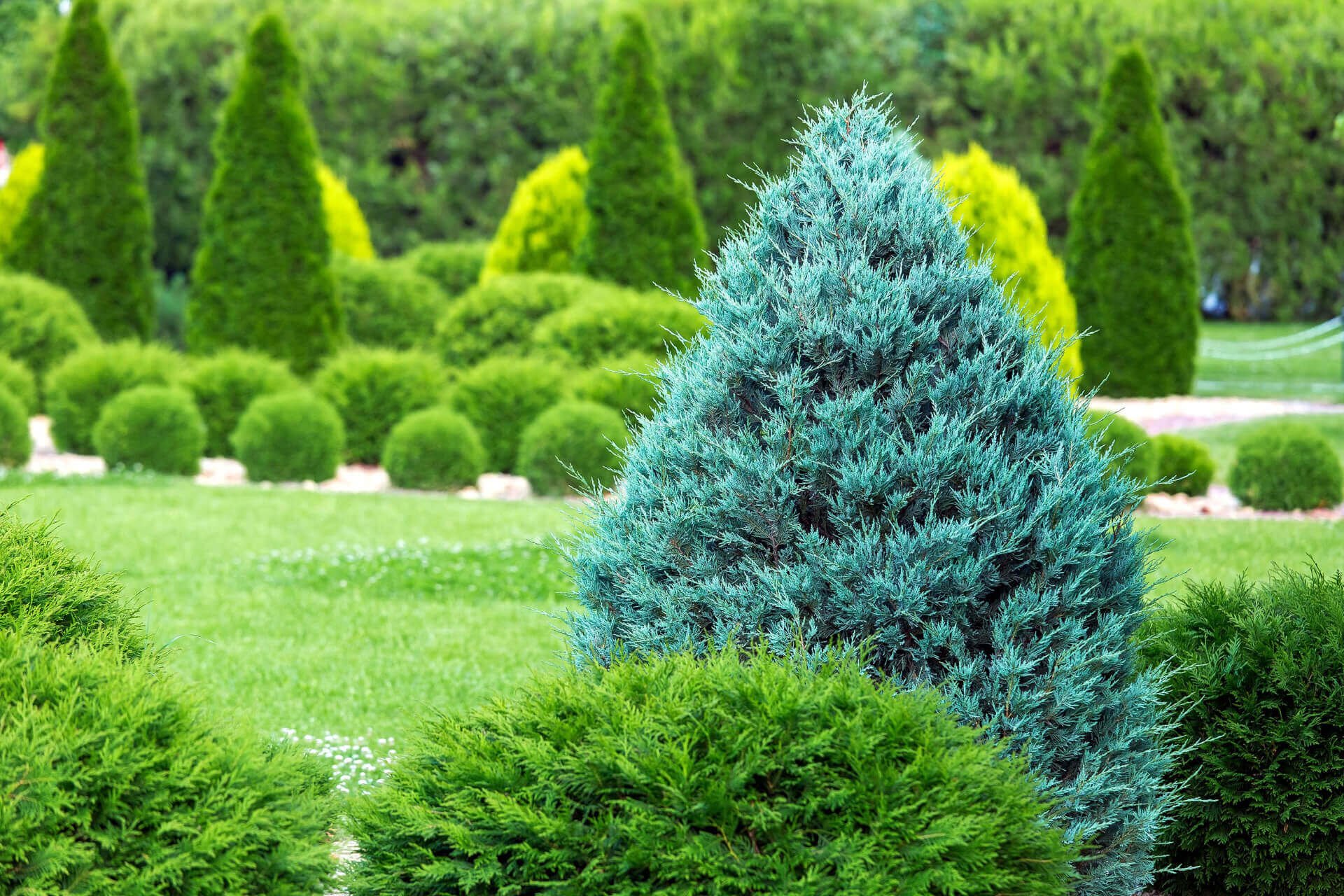 Evergreen Trees - TN Nursery