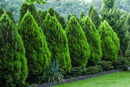 Evergreen Trees - TN Nursery