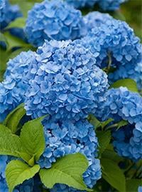 Flowering Shrubs - TN Nursery