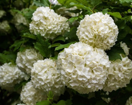 Flowering Shrubs - TN Nursery