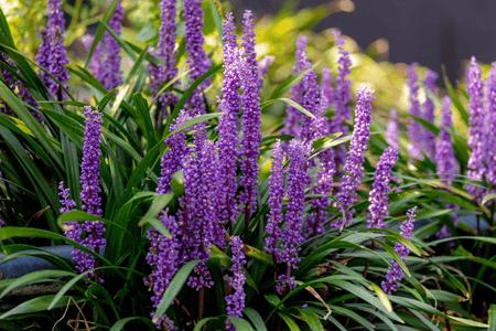 Flowering Shrubs - TN Nursery