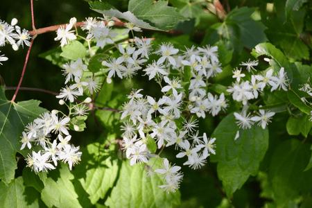 Flowering Vines - TN Nursery