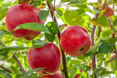 Fruit Trees - TN Nursery