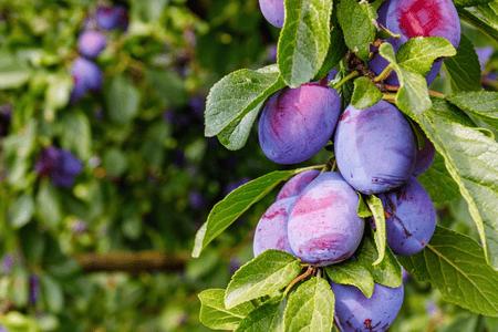 Fruit Trees - TN Nursery