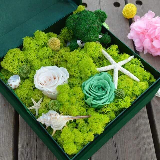 Live Moss Decor - TN Nursery