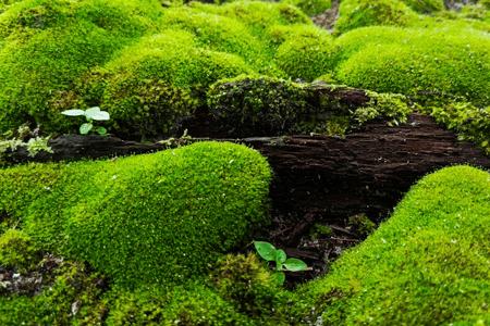 Live Moss - TN Nursery