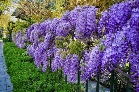 Fragrant Plants - TN Nursery