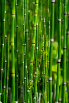 Mosquito Repellent Plants