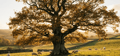 Oak Trees