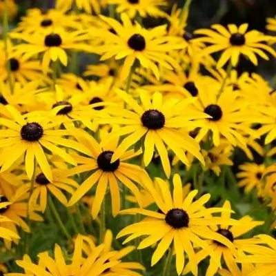Perennials - TN Nursery