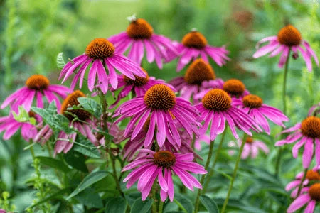 Perennials - TN Nursery