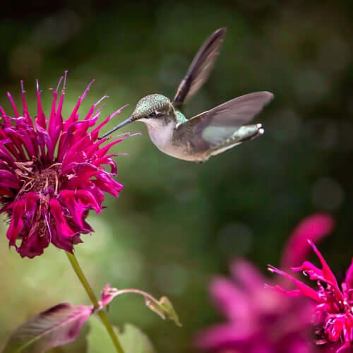 Pollinator Plants - TN Nursery