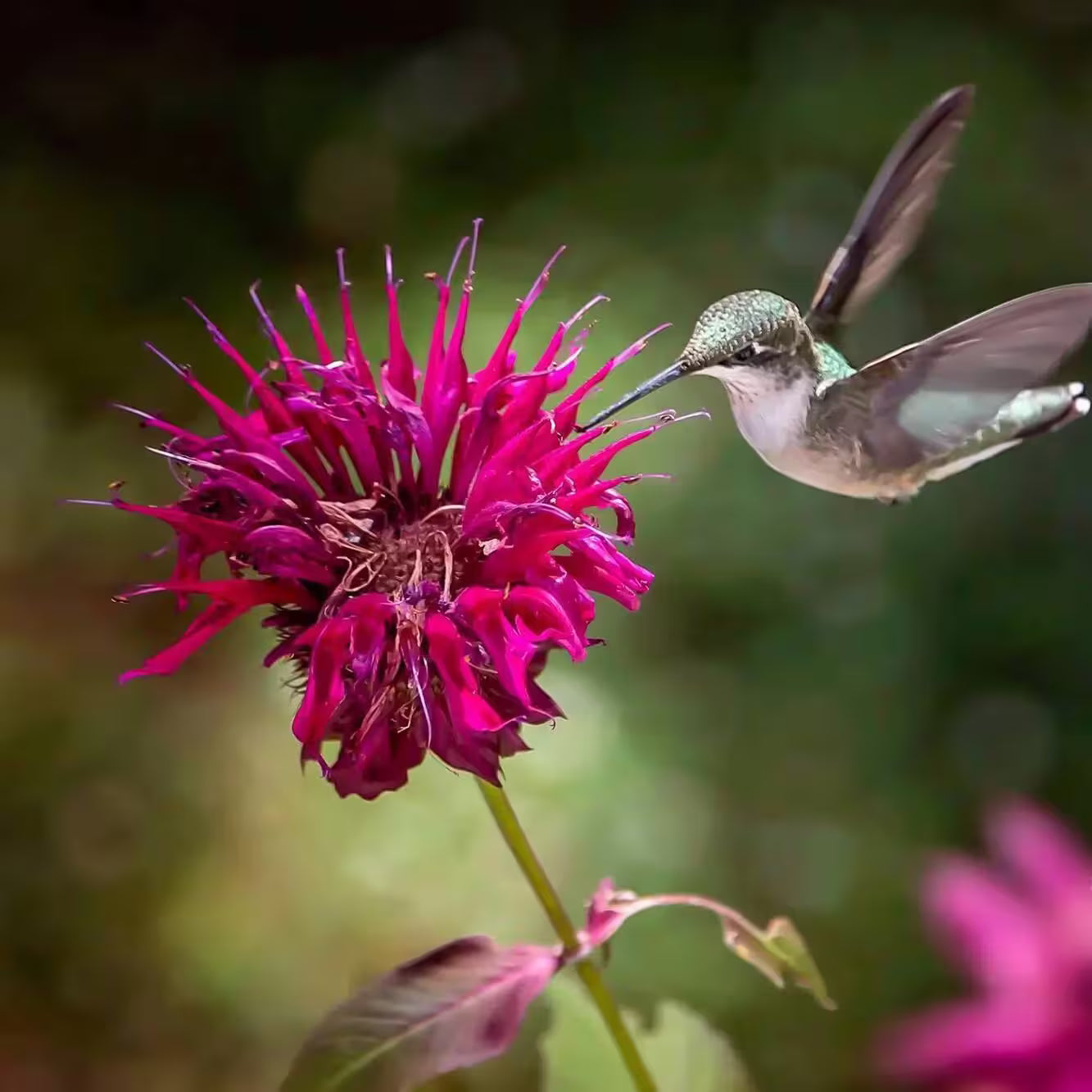 A Hummingbird feeding on a flower