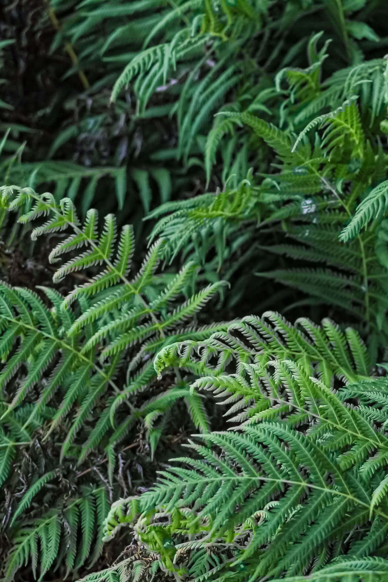 Shade Ferns - TN Nursery