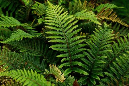 TN NURSERY - SHADE FERNS