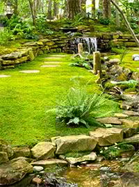 Shade Moss - TN Nursery