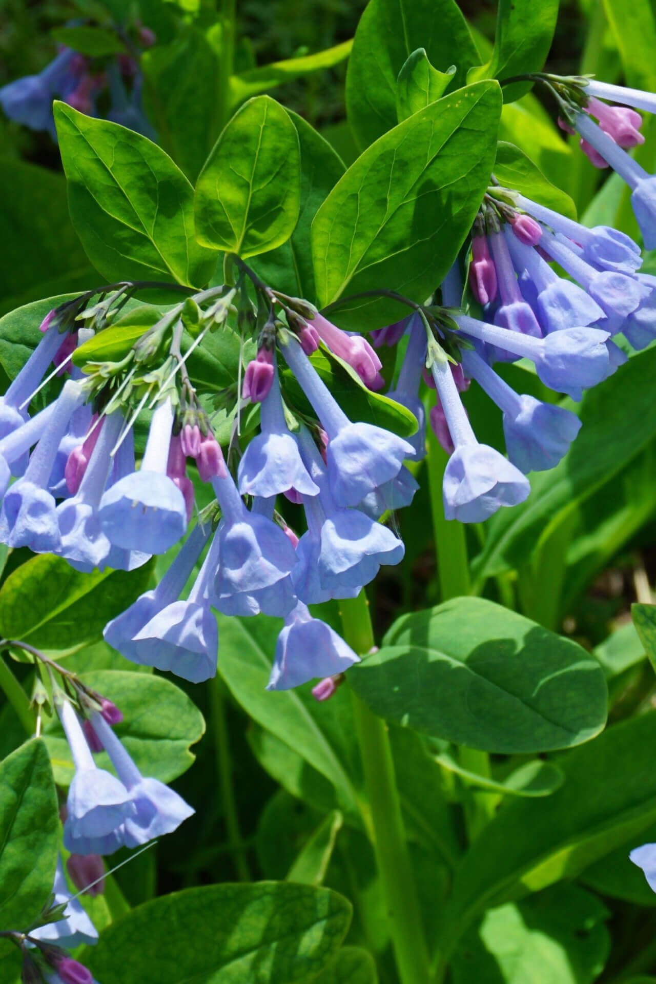 Shade Perennials - TN Nursery